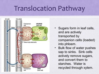 transport in plants | PPT