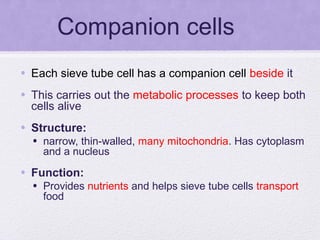 transport in plants | PPT