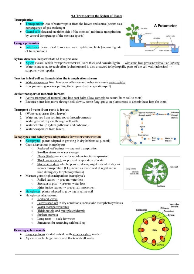 Biology help online xylem