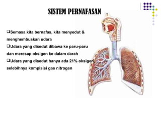 SISTEM PERNAFASAN
Semasa kita bernafas, kita menyedut &
menghembuskan udara
Udara yang disedut dibawa ke paru-paru
dan meresap oksigen ke dalam darah
Udara yang disedut hanya ada 21% oksigen,
selebihnya kompisisi gas nitrogen
 