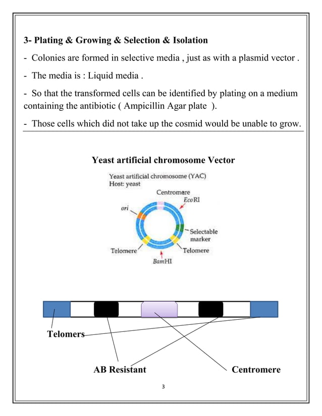 Cosmid Vector and Yeast artificial chromosome Vector and Plant Vectors
