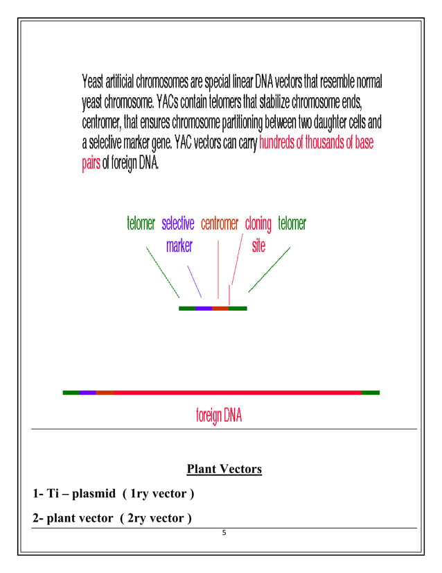 Cosmid Vector and Yeast artificial chromosome Vector and Plant Vectors