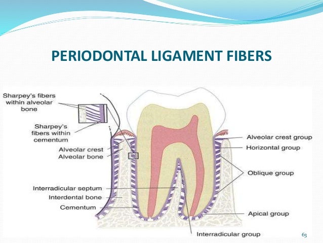 9 periodontal ligament ppt periodontal ligament