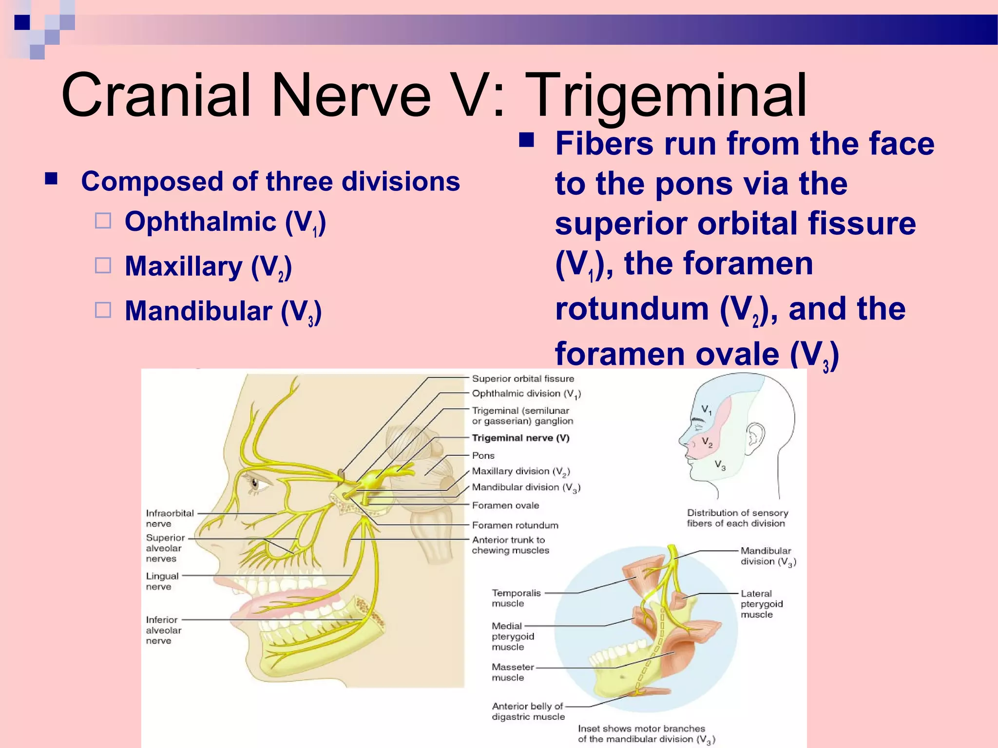 Peripheral Nervous System. Cranial Nerves – Part 1 | PPT