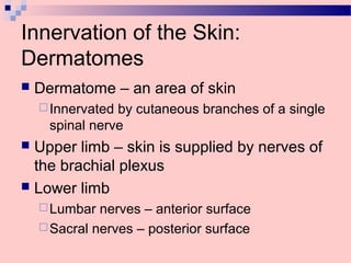 Innervation of the Skin:
Dermatomes
 Dermatome – an area of skin
Innervated by cutaneous branches of a single
spinal nerve
 Upper limb – skin is supplied by nerves of
the brachial plexus
 Lower limb
Lumbar nerves – anterior surface
Sacral nerves – posterior surface
 