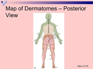 Map of Dermatomes – Posterior
View
Figure 14.17b
 