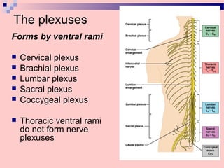 The plexuses
Forms by ventral rami
 Cervical plexus
 Brachial plexus
 Lumbar plexus
 Sacral plexus
 Coccygeal plexus
 Thoracic ventral rami
do not form nerve
plexuses
 