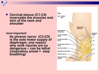  Cervical plexus (C1-C4)
innervates the muscles and
skin of the neck and
shoulder
most important:
Its phrenic nerve* (C3-C5)
is the sole motor supply of
diaphragm: one reason
why neck injuries are so
dangerous – can be lethal
(respiratory arrest = stop
breathing)
 