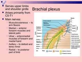 Brachial plexus
 Serves upper limbs
and shoulder girdle
 Arises primarily from
C5-T1
 Main nerves:
 Musculocutaneous – to
arm flexors
 Median – anterior
forearm muscles and
lateral palm
 Ulnar – anteromedial
muscles of forearm and
medial hand
 Axillary – to deltoid and
teres minor
 Radial – to posterior
part of limb
 