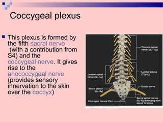 Coccygeal plexus
 This plexus is formed by
the fifth sacral nerve
(with a contribution from
S4) and the
coccygeal nerve. It gives
rise to the
anococcygeal nerve
(provides sensory
innervation to the skin
over the coccyx)
 