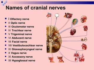 Names of cranial nerves
 Ⅰ Olfactory nerve
 Ⅱ Optic nerve
 Ⅲ Oculomotor nerve
 Ⅳ Trochlear nerve
 Ⅴ Trigeminal nerve
 Ⅵ Abducent nerve
 Ⅶ Facial nerve
 Ⅷ Vestibulocochlear nerve
 Ⅸ Glossopharyngeal nerve
 Ⅹ Vagus nerve
 Ⅺ Accessory nerve
 Ⅻ Hypoglossal nerve
 