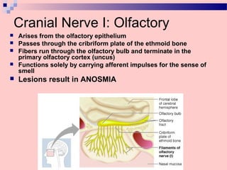 Cranial Nerve I: Olfactory
 Arises from the olfactory epithelium
 Passes through the cribriform plate of the ethmoid bone
 Fibers run through the olfactory bulb and terminate in the
primary olfactory cortex (uncus)
 Functions solely by carrying afferent impulses for the sense of
smell
 Lesions result in ANOSMIA
 