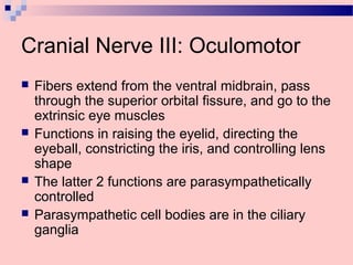 Cranial Nerve III: Oculomotor
 Fibers extend from the ventral midbrain, pass
through the superior orbital fissure, and go to the
extrinsic eye muscles
 Functions in raising the eyelid, directing the
eyeball, constricting the iris, and controlling lens
shape
 The latter 2 functions are parasympathetically
controlled
 Parasympathetic cell bodies are in the ciliary
ganglia
 