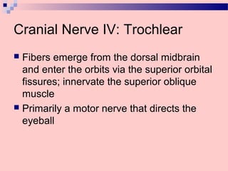 Cranial Nerve IV: Trochlear
 Fibers emerge from the dorsal midbrain
and enter the orbits via the superior orbital
fissures; innervate the superior oblique
muscle
 Primarily a motor nerve that directs the
eyeball
 