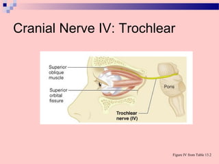Cranial Nerve IV: Trochlear
Figure IV from Table 13.2
 