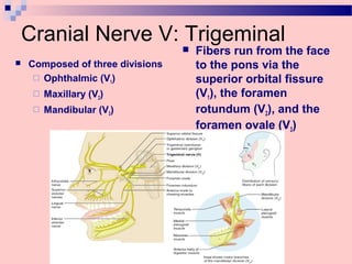 Cranial Nerve V: Trigeminal
 Composed of three divisions
 Ophthalmic (V1)
 Maxillary (V2)
 Mandibular (V3)
 Fibers run from the face
to the pons via the
superior orbital fissure
(V1), the foramen
rotundum (V2), and the
foramen ovale (V3)
 