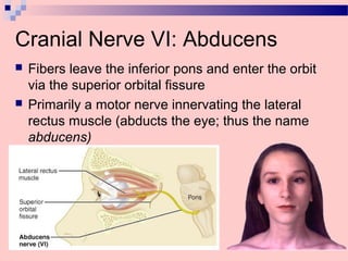 Cranial Nerve VI: Abducens
 Fibers leave the inferior pons and enter the orbit
via the superior orbital fissure
 Primarily a motor nerve innervating the lateral
rectus muscle (abducts the eye; thus the name
abducens)
 