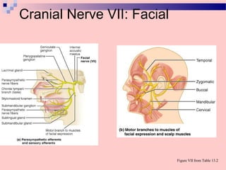 Cranial Nerve VII: Facial
Figure VII from Table 13.2
 