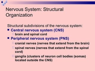 Nervous System: Structural
Organization
Structural subdivisions of the nervous system:
 Central nervous system (CNS)
 brain and spinal cord
 Peripheral nervous system (PNS)
 cranial nerves (nerves that extend from the brain)
 spinal nerves (nerves that extend from the spinal
cord)
 ganglia (clusters of neuron cell bodies (somas)
located outside the CNS)
 