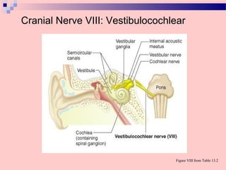 Cranial Nerve VIII: Vestibulocochlear
Figure VIII from Table 13.2
 
