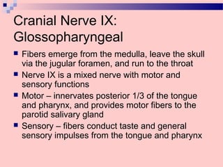 Cranial Nerve IX:
Glossopharyngeal
 Fibers emerge from the medulla, leave the skull
via the jugular foramen, and run to the throat
 Nerve IX is a mixed nerve with motor and
sensory functions
 Motor – innervates posterior 1/3 of the tongue
and pharynx, and provides motor fibers to the
parotid salivary gland
 Sensory – fibers conduct taste and general
sensory impulses from the tongue and pharynx
 