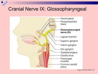 Cranial Nerve IX: Glossopharyngeal
Figure IX from Table 13.2
 