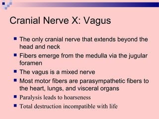 Cranial Nerve X: Vagus
 The only cranial nerve that extends beyond the
head and neck
 Fibers emerge from the medulla via the jugular
foramen
 The vagus is a mixed nerve
 Most motor fibers are parasympathetic fibers to
the heart, lungs, and visceral organs
 Paralysis leads to hoarseness
 Total destruction incompatible with life
 