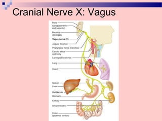 Cranial Nerve X: Vagus
 