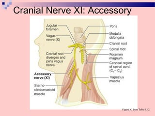 Cranial Nerve XI: Accessory
Figure XI from Table 13.2
 