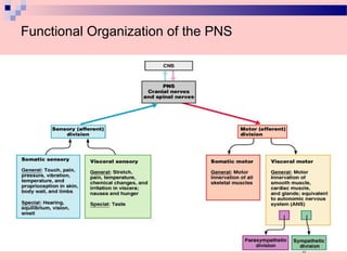 Functional Organization of the PNS
Figure 14.1
 