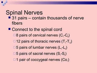 Spinal Nerves
 31 pairs – contain thousands of nerve
fibers
 Connect to the spinal cord
8 pairs of cervical nerves (C1-C8)
12 pairs of thoracic nerves (T1-T12)
5 pairs of lumbar nerves (L1-L5)
5 pairs of sacral nerves (S1-S5)
1 pair of coccygeal nerves (Co1)
 