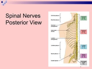 Spinal Nerves
Posterior View
Figure 14.9
 
