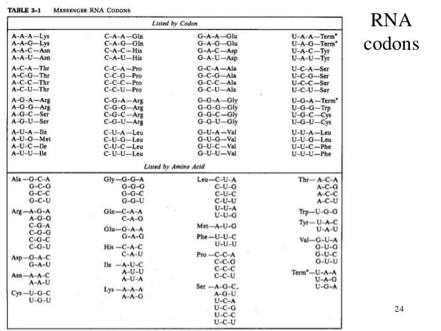 Nucleotide Nucleic Acids