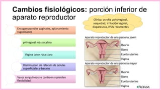 Cambios fisiológicos: porción inferior de
aparato reproductor
Atrofia epitelio vulvar
Disminución secreción glándulas sebáceas
Disminución grasa subcutánea en labios
mayores
Encogimiento y retracción clítoris y uretra
Fusión labios menores y estrechamiento
introito
Encogen paredes vaginales, aplanamiento
rugosidades
pH vaginal más alcalino
Vagina color rosa claro
Disminución de relación de células
superficiales y basales
Vasos sanguíneos se contraen y pierden
flexibilidad
Clínica: atrofia vulvovaginal,
sequedad, irritación vaginal,
dispareunia, IVUs recurrentes
 