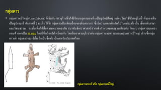 กลุ่มดาว
• กลุ่มดาวหมีใหญ่ (URSA MAJOR) ก็เช่นกัน ชาวยุโรปซึ่งใช้ชีวิตบนภูเขามองเห็นเป็นรูปหมีใหญ่ แต่คนไทยใช้ชีวิตอยู่ริมน้า จึงมองเห็น
เป็นรูปจระเข้ ดังภาพที่ 2 จะเห็นได้ว่า กลุ่มดาวเป็นเพียงเรื่องของจินตนาการ ซึ่งมีความแตกต่างกันไปในแต่ละท้องถิ่น เชื้อชาติ ภาษา
และวัฒนธรรม ฉะนั้นเพื่อให้สื่อความหมายตรงกัน สมาพันธ์ดาราศาสตร์สากลจึงกาหนดมาตรฐานเดียวกัน โดยแบ่งกลุ่มดาวบนทรง
กลมฟ้าออกเป็น 88 กลุ่ม โดยมีชื่อเรียกให้เหมือนกัน โดยถือเอาตามยุโรป เช่น กลุ่มดาวนายพราน และกลุ่มดาวหมีใหญ่ ส่วนชื่อกลุ่ม
ดาวเต่า กลุ่มดาวจระเข้นั้น ถือเป็นชื่อท้องถิ่นภายในประเทศไทย
กลุ่มดาวจระเข้ หรือ กลุ่มดาวหมีใหญ่
 