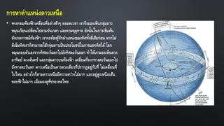 การหาตาแหน่งดาวเหนือ
• ทรงกลมท้องฟ้ าเคลื่อนที่อย่างช้าๆ ตลอดเวลา เราจึงมองเห็นกลุ่มดาว
หมุนเวียนเปลี่ยนไปตามวันเวลา และตามฤดูกาล ดังนั้นในการเริ่มต้น
สังเกตการณ์ท้องฟ้ า เราจะต้องรู้จักตาแหน่งของทิศทั้งสี่เสียก่อน หากไม่
มีเข็มทิศเราก็สามารถใช้กลุ่มดาวเป็นประโยชน์ในการบอกทิศได้ โลก
หมุนรอบตัวเองจากทิศตะวันตกไปยังทิศตะวันออก ทาให้เรามองเห็นดวง
อาทิตย์ ดวงจันทร์ และกลุ่มดาวบนท้องฟ้ า เคลื่อนที่จากทางตะวันออกไป
ยังทางตะวันตก ดาวเหนือเป็นดาวดวงเดียวที่ปรากฏอยู่กับที่ ไม่เคลื่อนที่
ไปไหน อย่างไรก็ตามดาวเหนือมีความสว่างไม่มาก และอยู่สูงเหนือเส้น
ขอบฟ้ าไม่มาก เมื่อมองดูที่ประเทศไทย
 