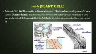 เซลล์พืช (PLANT CELL)
• ที่ผนังเซลล์ (Cell Wall) ของเซลล์พืช จะมีช่องพลาสโมเดสมาตา (Plastmodesmata) (รูปเอกพจน์ใช้ พลาส
โมเดสมา, Plasmodesma) ที่เป็นช่องว่างขนาดเล็กจานวนมาก มีขนาดเส้นผ่านศูนย์กลางประมาณ 50-60 นาโน
เมตร ช่วยในการทาหน้าที่เชื่อมต่อเซลล์ (Cell)ที่อยู่ใกล้เคียงกัน เพื่อช่วยในการขนส่งแลกเปลี่ยนสิ่งต่างๆระหว่างเซลล์
พืช
 