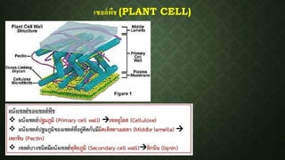 เซลล์พืช (PLANT CELL)
 