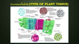 ประเภทของเนื้อเยื่อพืช (TYPE OF PLANT TISSUE)
 