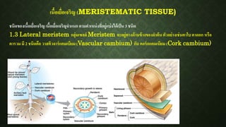 เนื้อเยื่อเจริญ (MERISTEMATIC TISSUE)
ชนิดของเนื้อเยื่อเจริญ เนื้อเยื่อเจริญจาแนก ตามตาเหน่งที่อยู่แบ่งได้เป็น 3 ชนิด
1.3 Lateral meristem กลุ่มเซลล์ Meristem จะอยู่ทางด้านข้างของลาต้น ตัวอย่างเช่นตาใบ ตาดอก หรือ
ตารวม มี 2 ชนิดคือ วาสคิวลาร์แคมเบียม(Vascular cambium) กับ คอร์กแคมเบียม (Cork cambium)
 