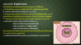 เอพิเดอร์มิส (Epidermis)
เป็นเนื้อเยื่อที่เกิดจากเซลล์เอพิเดอร์มิสหลายเซลล์มาอยู่รวมกัน ซึ่งมีลักษณะ
1. เป็นเนื้อเยื่อที่อยู่รอบนอกสุด ของพืชที่เจริญในขั้นต้น (primary growth)
2. เซลล์เรียงแถวเดียวเบียดกันแน่นไม่มีช่องว่างระหว่างเซลล์
3. ผนังเซลล์บางด้านนอกมักหนากว่าด้านในเพราะมีสารคิวติน(Cutin)มาเคลือบ จนบางที่
เห็นเป็นอีกชั้นหนึ่ง เรียกชั้นที่เกิดจากการสะสมของสารคิวตินนี้ว่าชั้นคิวติเคิล(Cuticle)
** ลักษณะของสารคิวติน เป็นสารประเภทแว็ก มาเคลือบช่วยป้องกันการระเหยของน้า
4. เอพิเดอร์มิสบางเซลล์มีการเปลี่ยนแปลงไปทาหน้าที่พิเศษ เช่น
- เปลี่ยนแปลงไปเป็นเซลล์คุม (Guard cell)
- เปลี่ยนแปลงไปเป็นขนราก (Root hair)
- เปลียนแปลงไปเป็นเซลล์ขน (Trichome)
5.เอพิเดอร์มิสปกติจะไม่มีคลอโรพลาสต์ยกเว้นในเอพิเดอร์มิสที่เปลี่ยนแปลงไปเป็นเซลล์คุม
จะพบ คลอโรพลาสต์กระจายอยู่ทั่วเซลล์
6. เซลล์ที่โตเต็มที่เซลล์ยังมีชีวิต แต่เซลล์จะแตกสลายไปเมื่อพืชมีการเจริญเติบโตขั้นที่ 2
 
