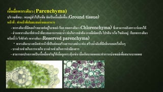 เนื้อเยื่อพาเรงคิมา ( Parenchyma)
บริเวณที่พบ : พบอยู่ทั่วไปในพืช จัดเป็นเนื้อเยื่อพื้น (Ground tissue)
หน้าที่ : ทาหน้าที่เก็บสะสมน้าและอาหาร
- พาเรงคิมาที่มีคลอโรพลาสต์อยู่ในเซลล์ เรียก คลอเรงคิมา (Chlorenchyma) ซึ่งสามารถสังเคราะห์แสงได้
- ส่วนพาเรงคิมาที่ทาหน้าที่สะสมอาหารและน้าเช่นในรากลาต้น อาจมีเม็ดแป้ง โปรตีน หรือ ไขมันอยู่ เรียกพาเรงคิมา
ชนิดนี้ว่า รีเซิร์ฟว พาเรงคิมา (Reserved parenchyma)
- พาเรงคิมาบางชนิดทาหน้าที่เป็นต่อมสร้างสารบางอย่างเช่น สร้างน้ามันที่มีกลิ่นหอมหรืออื่นๆ
- บางส่วนช่วยในการหายใจ บางส่วนช่วยในการลาเลียงสาร
- สามารถแปรสภาพเป็นเนื้อเยื่อเจริญได้เมื่อถูกกระตุ้นเช่น เมื่อเกิดบาดแผลจะทาการแบ่งเซลล์เพื่อสมานบาดแผล
 