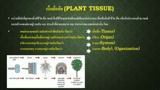 เนื้อเยื่อพืช (PLANT TISSUE)
• หน่วยที่เล็กที่สุดของสิ่งมีชีวิต คือ เซลล์ สิ่งมีชีวิตทุกชนิดมีเซลล์เป็นองค์ประกอบ พืชเป็นสิ่งมี ชีวิด พืช 1ต้นจึงประกอบด้วย เซลล์
หลายล้านเซลล์มาอยู่รวมกัน และ ทาหน้าที่ตามบทบาท และ ตาแหน่งของเซลล์เหล่านั้น โดย
• เซลล์หลายเซลล์รวมกันทาหน้าที่คล้ายกัน เรียกว่า เนื้อเยื่อ (Tissue)
เนื้อเยื่อหลายๆเนื้อเยื่อมาอยู่รวมกันและทางานร่วมกัน เรียกว่า อวัยวะ (Organ)
อวัยวะหลายๆอวัยวะมาอยู่รวมกันเรียกว่า ระบบ (System)
ระบบหลายๆ ระบบมาอยู่รวมกันเรียกว่า ร่างกาย (Body), (Oganization)
 