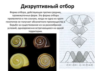 Дизруптивный отбор
Форма отбора, действующая против средних,
промежуточных форм. Эта форма отбора
проявляется в тех случаях, когда ни одна из групп
генотипов не получает абсолютного преимущества в
борьбе за существование из-за разнообразия
условий, одновременно встречающихся на одной
территории.
 