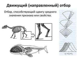 Движущий (направленный) отбор
Отбор, способствующий сдвигу среднего
значения признака или свойства.
 