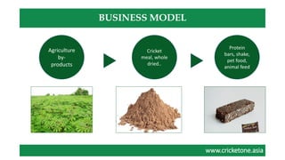 www.cricketone.asiawww.cricketone.asia
BUSINESS MODEL
Agriculture
by-
products
Cricket
meal, whole
dried..
Protein
bars, shake,
pet food,
animal feed
 