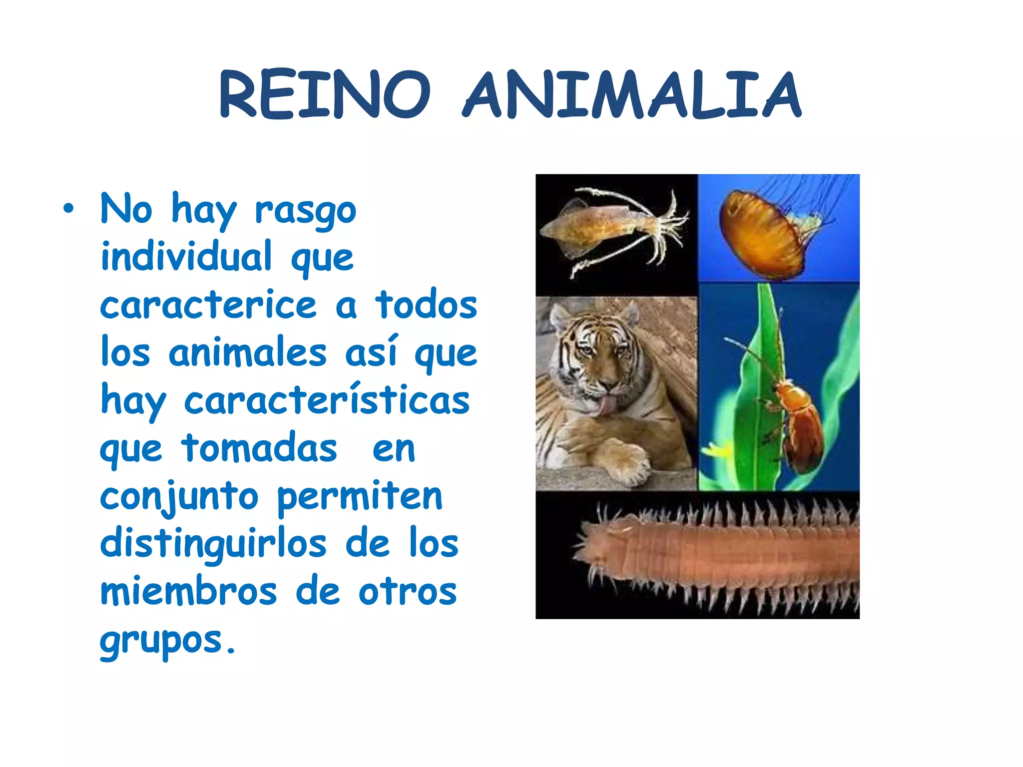 9. diversidad del reino animalia | PPTX