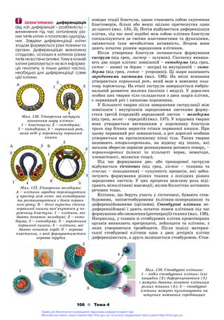 106 Тема 4
ïîâіäàє ñòàäії áëàñòóëè, îäíàê ñòàíîâèòü ñîáîþ ñêóï÷åííÿ
áëàñòîìåðіâ, áіëüø àáî ìåíø ùіëüíî ïðèòèñíóòèõ îäèí
äî îäíîãî (ìàë. 135, 2). Ïîòіì âіäáóâàєòüñÿ äèôåðåíöіàöіÿ
êëіòèí, ïіä ÷àñ ÿêîї ïîäіáíі ìіæ ñîáîþ êëіòèíè áëàñòóëè
ñïåöіàëіçóþòüñÿ çà ñâîїìè âëàñòèâîñòÿìè òà ôóíêöіÿìè,
çìіíþєòüñÿ їõíÿ ìåòàáîëі÷íà àêòèâíіñòü. Çãîäîì âîíè
äàþòü ïî÷àòîê ðіçíèì çàðîäêîâèì êëіòèíàì.
Ïіñëÿ óòâîðåííÿ áëàñòóëè ïî÷èíàєòüñÿ ôîðìóâàííÿ
ãàñòðóëè (âіä ãðåö. ãàñòåð – øëóíîê). Ñïî÷àòêó âèíèêà-
þòü äâà øàðè êëіòèí: çîâíіøíіé – åêòîäåðìà (âіä ãðåö.
åêòîñ – ççîâíі òà äåðìà – øêіðà) òà âíóòðіøíіé – åíòî-
äåðìà (âіä ãðåö. åíòîñ – óñåðåäèíі). Öі øàðè íàçèâàþòü
çàðîäêîâèìè ëèñòêàìè (ìàë. 136). Íà ìіñöі âãèíàííÿ
óòâîðþєòüñÿ ïåðâèííèé ðîò, ÿêèé âåäå â çàìêíåíó êèø-
êîâó ïîðîæíèíó. Íà åòàïі ãàñòðóëè çàâåðøóєòüñÿ åìáðіî-
íàëüíèé ðîçâèòîê æàëêèõ (ïîëіïіâ і ìåäóç). Ó äîðîñëèõ
îñîáèí öèõ òâàðèí òіëî ñêëàäàєòüñÿ ç äâîõ øàðіâ êëіòèí,
є ïåðâèííèé ðîò і êèøêîâà ïîðîæíèíà.
Ó áіëüøîñòі òâàðèí ïіñëÿ çàâåðøåííÿ ãàñòðóëÿöії ìіæ
çîâíіøíіì і âíóòðіøíіì çàðîäêîâèìè ëèñòêàìè ôîðìó-
єòüñÿ òðåòіé (ñåðåäíіé) çàðîäêîâèé ëèñòîê – ìåçîäåðìà
(âіä ãðåö. ìåçîñ – ñåðåäíіé) (ìàë. 137). Ó õîðäîâèõ òâàðèí
âîíà óòâîðþєòüñÿ âèãèíàííÿì ó ïîðîæíèíó áëàñòóëè
òðüîõ ïàð áі÷íèõ âèðîñòіâ ñòіíêè ïåðâèííîї êèøêè. Ïðè
öüîìó ïåðâèííèé ðîò çàìèêàєòüñÿ, à ðîò äîðîñëîї îñîáèíè
óòâîðþєòüñÿ íà ïðîòèëåæíîìó êіíöі òіëà. Òàêèõ òâàðèí
íàçèâàþòü âòîðèííîðîòèìè, íà âіäìіíó âіä іíøèõ, ÿêі
çàãàëîì çáåðåãëè ïåðâіñíå ðîçòàøóâàííÿ ðîòîâîãî îòâîðó, –
ïåðâèííîðîòèõ (ïëîñêі òà êіëü÷àñòі ÷åðâè, íåìàòîäè,
÷ëåíèñòîíîãі, ìîëþñêè òîùî).
Ïіä ÷àñ ôîðìóâàííÿ äâî- àáî òðèøàðîâîї ãàñòðóëè
âіäáóâàєòüñÿ ãіñòîãåíåç (âіä ãðåö. õіñòîñ – òêàíèíà òà
ãåíåçèñ – ïîõîäæåííÿ) – ñóêóïíіñòü ïðîöåñіâ, ÿêі çàáåç-
ïå÷óþòü ôîðìóâàííÿ ðіçíèõ òêàíèí ç ïîõіäíèõ ðіçíèõ
çàðîäêîâèõ ëèñòêіâ. Ó öèõ ïðîöåñàõ âàæëèâó ðîëü âіäі-
ãðàþòü ìіæêëіòèííі âçàєìîäії, âïëèâ áіîëîãі÷íî àêòèâíèõ
ðå÷îâèí òîùî.
Êëіòèíè, ùî áåðóòü ó÷àñòü ó ãіñòîãåíåçі, áóâàþòü ñòîâ-
áóðîâèìè, íàïіâñòîâáóðîâèìè (êëіòèíè-ïîïåðåäíèêè) òà
äèôåðåíöіéîâàíèìè (çðіëèìè). Ñòîâáóðîâі êëіòèíè íå-
äèôåðåíöіéîâàíі і äàþòü ïî÷àòîê íîâèì êëіòèíàì ïіä ÷àñ
ôîðìóâàííÿ àáî îíîâëåííÿ (ðåãåíåðàöії) òêàíèí (ìàë. 138).
Íàïðèêëàä, ó ññàâöіâ çі ñòîâáóðîâèõ êëіòèí êðîâîòâîðíèõ
îðãàíіâ âèíèêàþòü åðèòðîöèòè, ëåéêîöèòè òà êëіòèíè, ç
ÿêèõ óòâîðþþòüñÿ òðîìáîöèòè. Ïіñëÿ ïîäіëó ìàòåðèí-
ñüêîї ñòîâáóðîâîї êëіòèíè îäíà ç äâîõ äî÷іðíіõ êëіòèí
äèôåðåíöіþєòüñÿ, à äðóãà çàëèøàєòüñÿ ñòîâáóðîâîþ. Ñòîâ-
Çàïàì’ÿòàºìî:Çàïàì’ÿòàºìî: äèôåðåíöіàöіÿ
(âіä ëàò. äèôåðåíöіÿ – ðîçáіæíіñòü) –
âèíèêíåííÿ ïіä ÷àñ îíòîãåíåçó ðіç-
íèõ òèïіâ êëіòèí ç ïî÷àòêîâî îäíîðіä-
íèõ. Çàâäÿêè äèôåðåíöіàöії êëіòèí
çãîäîì ôîðìóþòüñÿ ðіçíі òêàíèíè òà
îðãàíè. Äèôåðåíöіàöіÿ âèçíà÷åíà
ñïàäêîâî, îñêіëüêè â êëіòèíàõ ðіçíèõ
òèïіâ íå âñі ãåíè àêòèâíі. Òîìó â êîæíіé
êëіòèíі ðåàëіçóєòüñÿ íå âñÿ іíôîðìà-
öіÿ ãåíîòèïó, à òіëüêè äåÿêà ÷àñòêà,
íåîáõіäíà äëÿ äèôåðåíöіàöії ñàìå
öієї êëіòèíè.
Ìàë. 136. Óòâîðåííÿ ãàñòðóëè
âãèíàííÿì øàðó êëіòèí:
1 – áëàñòîöåëü; 2 – åêòîäåðìà;
3 – åíòîäåðìà; 4 – ïåðâèííèé ðîò,
ÿêèé âåäå ó ïîðîæíèíó ïåðâèííîї
êèøêè
Ìàë. 137. Óòâîðåííÿ ìåçîäåðìè:
À – êëіòèíè çàðîäêà ïåðåìіùóþòüñÿ
ó ïðîñòіð ìіæ åêòî- òà åíòîäåðìîþ
òà ðîçòàøîâóþòüñÿ ç áîêіâ ïåðâèí-
íîãî ðîòó; Á – áі÷íі âèðîñòè ñòіíêè
ïåðâèííîї êèøêè âèï’ÿ÷óþòüñÿ ó ïî-
ðîæíèíó áëàñòóëè: 1 – êëіòèíè, ÿêі
äàþòü ïî÷àòîê ìåçîäåðìі; 2 – åêòî-
äåðìà; 3 – åíòîäåðìà; 4 – ïîðîæíèíà
ïåðâèííîї êèøêè; 5 – êëіòèíè, ÿêі
äàþòü ïî÷àòîê õîðäі; 6 – íåðâîâà
ïëàñòèíêà, ç ÿêîї ôîðìóâàòèìåòüñÿ
íåðâîâà òðóáêà
Ìàë. 138. Ñòîâáóðîâі êëіòèíè:
1 – ïîäіë ñòîâáóðîâèõ êëіòèí; їõíі
íàùàäêè (2) äèôåðåíöіþþòüñÿ (3)
і ìîæóòü äàâàòè ïî÷àòîê êëіòèíàì
ðіçíèõ òêàíèí (4); 5 – ñòîâáóðîâі
êëіòèíè ìîæóòü êóëüòèâóâàòè íà
øòó÷íèõ ïîæèâíèõ ñåðåäîâèùàõ
1 3
4
À
22
1
3
5
4
22
11
3
44 55
2
À Á
6
1
33
44
2
Право для безоплатного розміщення підручника в мережі Інтернет має
Міністерство освіти і науки України http://mon.gov.ua/ та Інститут модернізації змісту освіти https://imzo.gov.ua
 