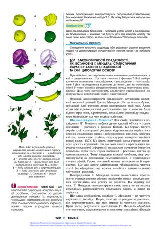 120 Тема 5
тичних дослідженнях використовують популяційно-статистичний,
близнюковий, біохімічні методи? 6. На чому базуються методи ген-
ної інженерії?
Ïîìіðêóéòå
Двоє однояйцевих близнюків – чоловіків узяли шлюб з однояйцеви-
ми близнюками – жінками. Чи будуть діти від кожного шлюбу так
само схожі між собою, як ідентичні близнюки? Відповідь поясніть.
Навчальний проект:
Складання власного родоводу або родоводу родини видатних
людей та демонстрація успадкування певних ознак (за вибором
учня).
§31.§31. ÇÀÊÎÍÎÌІÐÍÎÑÒІ ÑÏÀÄÊÎÂÎÑÒІ,
ßÊІ ÂÑÒÀÍÎÂÈÂ Ã. ÌÅÍÄÅËÜ. ÑÒÀÒÈÑÒÈ×ÍÈÉ
ÕÀÐÀÊÒÅÐ ÇÀÊÎÍІÂ ÑÏÀÄÊÎÂÎÑÒІ
ÒÀ ЇÕÍІ ÖÈÒÎËÎÃІ×ÍІ ÎÑÍÎÂÈ
Ïðèãàäàéòå, ÿêі âàðіàíòè îçíàê íàçèâàþòü äîìіíàíòíèìè, à
ÿêі – ðåöåñèâíèìè. Ùî òàêå ãåíîòèï і ôåíîòèï? ßêі íàáîðè
õðîìîñîì íàçèâàþòü «ãàïëîїäíèì», «äèïëîїäíèì» і «ïîëіïëîїä-
íèì»? ßêå ñõðåùóâàííÿ âіäíîñÿòü äî ìîíî-, äè- òà ïîëіãіáðèä-
íîãî? Ó ÷îìó ïîëÿãàє ãіáðèäîëîãі÷íèé ìåòîä ãåíåòè÷íèõ äîñëі-
äæåíü? Äëÿ ÷îãî çàñòîñîâóþòü àíàëіçóþ÷å ñõðåùóâàííÿ? ßê
âіäáóâàєòüñÿ ìåéîòè÷íèé ïîäіë і ãàìåòîãåíåç?
Îñíîâíі çàêîíîìіðíîñòі ñïàäêîâîñòі âñòàíîâèâ âèäàò-
íèé ÷åñüêèé ó÷åíèé Ãðåãîð Ìåíäåëü. ßê öå іíêîëè áóâàє,
ãåíіàëüíі іäåї â÷åíîãî äåùî âèïåðåäèëè ñâіé ÷àñ. Àäæå
êîëè âіí ïðîâîäèâ ñâîї äîñëіäæåííÿ, ùå íі÷îãî íå áóëî
âіäîìî ïðî ãåíè, õðîìîñîìè, ìåõàíіçìè ðîçïîäіëó ñïàäêî-
âîãî ìàòåðіàëó ïіä ÷àñ ïîäіëó êëіòèíè.
Ùî äîñëіäæóâàâ Ã. Ìåíäåëü? Äëÿ ñâîїõ ãåíåòè÷íèõ äî-
ñëіäæåíü Ã. Ìåíäåëü âèáðàâ äóæå âäàëèé îá’єêò – ãîðîõ
ïîñіâíèé – ðîñëèíó ç ðîäèíè Áîáîâі. Ïî-ïåðøå, áàãàòî
ñîðòіâ öієї êóëüòóðíîї ðîñëèíè âіäðіçíÿþòüñÿ âàðіàíòàìè
ïåâíèõ ñïàäêîâèõ îçíàê (çàáàðâëåííÿì íàñіííÿ, âіíî÷êà
êâіòîê, äîâæèíîþ ñòåáëà, ñòðóêòóðîþ ïîâåðõíі íàñіííÿ
òîùî) (ìàë. 157). Ïî-äðóãå, æèòòєâèé öèêë ãîðîõó ïîñіâ-
íîãî äîñèòü êîðîòêèé, ùî äàє ìîæëèâіñòü ïðîñòåæèòè ïå-
ðåäà÷ó ñïàäêîâîї іíôîðìàöії íàùàäêàì ïðîòÿãîì áàãàòüîõ
ïîêîëіíü. Êðіì òîãî, ãîðîõ ïîñіâíèé – ðîñëèíà, çäàòíà äî
ñàìîçàïèëåííÿ. Òîìó íàùàäêè êîæíîї îñîáèíè, ÿêó ðîç-
ìíîæóâàëè çà äîïîìîãîþ ñàìîçàïèëåííÿ, є ïðèêëàäàìè
÷èñòèõ ëіíіé. Ãîðîõ ïîñіâíèé ìîæíà çàïèëþâàòè é ïåðå-
õðåñíî. Öå äàє çìîãó çäіéñíþâàòè ãіáðèäèçàöіþ ÷èñòèõ
ëіíіé (ïîìіðêóéòå, ÿê ìîæíà çàïîáіãòè ñàìîçàïèëåííþ
êâіòêîâèõ ðîñëèí).
Ïîïåðåäíèêè Ã. Ìåíäåëÿ òàêîæ íàìàãàëèñÿ ïðîñòå-
æèòè óñïàäêóâàííÿ ðіçíèõ âàðіàíòіâ îçíàê äîñëіäæóâà-
íèõ îðãàíіçìіâ, àëå óñïіõó íå äîñÿãëè. Íà âіäìіíó âіä
íèõ, Ã. Ìåíäåëü ñêîíöåíòðóâàâ ñâîþ óâàãó íå íà âñüîìó
êîìïëåêñі ðіçíîìàíіòíèõ ñïàäêîâèõ îçíàê, à ëèøå íà
îêðåìèõ.
Ùå îäíà îñîáëèâіñòü äîñëіäіâ Ã. Ìåíäåëÿ – öå ÷èñòîòà
íàóêîâîãî äîñëіäó. Ïåðåä òèì ÿê ñõðåùóâàòè ðîñëèíè,
âіí ïåðåêîíóâàâñÿ, ùî ìàє ñïðàâó іç ÷èñòèìè ëіíіÿìè.
Êðіì òîãî, ðåçóëüòàòè äîñëіäæåíü Ã. Ìåíäåëü îáðîáëÿâ
ñòàòèñòè÷íî, ïіäðàõîâóþ÷è â êîæíîìó ïîêîëіííі ãіáðèäіâ
Ìàë. 157. Ïðèêëàäè ðіçíèõ
âàðіàíòіâ îçíàê, âëàñòèâèõ ãîðîõó
ïîñіâíîìó: À. Íàñіííÿ: 1 – ãëàäåíüêà
àáî çìîðøêóâàòà ïîâåðõíÿ;
2 – æîâòå àáî çåëåíå çàáàðâëåííÿ;
Á. Êâіòêè: 3 – ôіîëåòîâå àáî áіëå
çàáàðâëåííÿ âіíî÷êà; Â. Ïëîäè:
4 – áîáè îïóêëі àáî ç ïåðåòÿæêàìè;
5 – áîáè çåëåíîãî àáî æîâòîãî
êîëüîðó; Ã. Ñòåáëî: 6 – äîâãå
àáî êîðîòêå
Çàïàì’ÿòàºìî:Çàïàì’ÿòàºìî: ÷èñòі ëіíії – öå
ãåíîòèïîâî îäíîðіäíі íàùàäêè îäíі-
єї îñîáèíè, ãîìîçèãîòíі çà äîñëі-
äæóâàíèìè ãåíàìè. Їõ îòðèìóþòü
óíàñëіäîê ñàìîçàïèëåííÿ ðîñëèí
àáî áëèçüêîñïîðіäíåíîãî ñõðåùó-
âàííÿ òâàðèí óïðîäîâæ êіëüêîõ
ïîêîëіíü.
5
Ã
Â
6
4
À
2
Á
3
1
Право для безоплатного розміщення підручника в мережі Інтернет має
Міністерство освіти і науки України http://mon.gov.ua/ та Інститут модернізації змісту освіти https://imzo.gov.ua
 