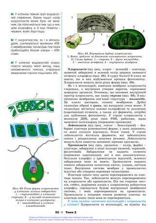 52 Тема 2
Õëîðîïëàñòè (âіä ãðåö. õëîðîñ – çåëåíèé) – ïëàñòèäè,
çàçâè÷àé çàáàðâëåíі â çåëåíèé êîëіð çàâäÿêè íàÿâíîñòі
ïіãìåíòó õëîðîôіëó (ìàë. 68). Ç êóðñó áіîëîãії 6 êëàñó âè
çíàєòå, ùî â íèõ âіäáóâàþòüñÿ ïðîöåñè ôîòîñèíòåçó.
Õëîðîïëàñòè ìîæóòü ìàòè ðіçíó ôîðìó (ìàë. 69).
ßê і â ìіòîõîíäðіé, çîâíіøíÿ ìåìáðàíà õëîðîïëàñòіâ
ãëàäåíüêà, à âíóòðіøíÿ óòâîðþє âèðîñòè, ñïðÿìîâàíі
âñåðåäèíó îðãàíåëè. Ðå÷îâèíà, ùî çàïîâíþє âíóòðіøíіé
ïðîñòіð õëîðîïëàñòà, ìàє íàçâó ñòðîìà (ìàë. 68). Ç âíó-
òðіøíüîþ ìåìáðàíîþ ïîâ’ÿçàíі ñòðóêòóðè – òèëàêîїäè.
Öå ïëàñêі öèñòåðíè, îòî÷åíі ìåìáðàíîþ. Äðіáíі
òèëàêîїäè çіáðàíі â ãðàíè, ùî íàãàäóþòü ñòîñè ìîíåò. Ó
òèëàêîїäàõ ìіñòÿòüñÿ îñíîâíі (õëîðîôіëè) òà äîïîìіæíі
(êàðîòèíîїäè) ïіãìåíòè, à òàêîæ óñі ôåðìåíòè, ïîòðіáíі
äëÿ çäіéñíåííÿ ôîòîñèíòåçó. Ó ñòðîìі õëîðîïëàñòіâ є
ìîëåêóëè ÄÍÊ, ðіçíі òèïè ÐÍÊ, ðèáîñîìè, çåðíà
çàïàñíîãî ïîëіñàõàðèäó (ïåðåâàæíî êðîõìàëþ).
Ëåéêîïëàñòè (âіä ãðåö. ëåéêîñ – áåçêîëіðíèé) – áåç-
áàðâíі ïëàñòèäè ðіçíîìàíіòíîї ôîðìè, ó ÿêèõ çàïàñàþòü-
ñÿ äåÿêі ñïîëóêè (êðîõìàëü, áіëêè òîùî). Ó ñòðîìі
ëåéêîïëàñòіâ ìіñòÿòüñÿ ôåðìåíòè, ÿêі çàáåçïå÷óþòü
ñèíòåç і ðîçùåïëåííÿ çàïàñíèõ ðå÷îâèí. Ëåéêîïëàñòè
ìîæóòü áóòè ïîâíіñòþ çàïîâíåíі çåðíàìè êðîõìàëþ.
Õðîìîïëàñòè (âіä ãðåö. õðîìàòîñ – êîëіð, ôàðáà) –
ïëàñòèäè, çàáàðâëåíі â ðіçíі êîëüîðè (æîâòèé, ÷åðâîíèé,
ôіîëåòîâèé). Çàáàðâëåííÿ їì íàäàþòü ïіãìåíòè
(ïåðåâàæíî êàðîòèíîїäè), ÿêі â íèõ íàêîïè÷óþòüñÿ.
Îñêіëüêè õëîðîôіë ó õðîìîïëàñòàõ âіäñóòíіé, çåëåíîãî
çàáàðâëåííÿ âîíè íå ìàþòü. Õðîìîïëàñòè íàäàþòü
ïåâíîãî çàáàðâëåííÿ ïåëþñòêàì êâіòîê, ïëîäàì, ëèñòêàì
òîùî. Âíóòðіøíÿ ñèñòåìà ìåìáðàí ó õðîìîïëàñòàõ
âіäñóòíÿ àáî óòâîðåíà îêðåìèìè òèëàêîїäàìè.
Ïëàñòèäè îäíîãî òèïó çäàòíі ïåðåòâîðþâàòèñü íà ïëàñ-
òèäè іíøîãî. Òàê, ëåéêîïëàñòè ìîæóòü ïåðåòâîðþâàòèñÿ
íà õëîðîïëàñòè àáî õðîìîïëàñòè. Ïіä ÷àñ ñòàðіííÿ ëèñò-
êіâ, ñòåáåë, äîçðіâàííÿ ïëîäіâ ó õëîðîïëàñòàõ ðóéíóєòüñÿ
õëîðîôіë, ñïðîùóєòüñÿ áóäîâà âíóòðіøíüîї ìåìáðàííîї
ñèñòåìè, і âîíè ïåðåòâîðþþòüñÿ íà õðîìîïëàñòè.
Õðîìîïëàñòè є êіíöåâèì åòàïîì ðîçâèòêó ïëàñòèä: íà
ïëàñòèäè іíøèõ òèïіâ âîíè íå ïåðåòâîðþþòüñÿ.
Ó ÷îìó ïîëÿãàє àâòîíîìіÿ ìіòîõîíäðіé і õëîðîïëàñòіâ
ó êëіòèíі? Õëîðîïëàñòè òà ìіòîõîíäðії, íà âіäìіíó âіä
Ó êëіòèíàõ ïåâíèõ ãðóï âîäîðîñ-
òåé (÷åðâîíèõ, áóðèõ òîùî) êîëіð
õëîðîïëàñòіâ ìîæå áóòè íå çåëå-
íèì. Öå ïîÿñíþєòüñÿ òèì, ùî ó íèõ,
êðіì õëîðîôіëó, є é іíøі ïіãìåíòè –
÷åðâîíі, æîâòі, áóðі òîùî.
Ó êëіòèíàõ âîäîðîñòåé õëîðî-
ïëàñòè ìîæóòü ìàòè âèãëÿä ÷àøі,
íåçàìêíåíîãî ïîÿñêà, ñïіðàëüíî
çàêðó÷åíèõ ñòðі÷îê òîùî (ìàë. 69).
Ó õëîðîïëàñòàõ, ÿê і â ìіòîõîí-
äðіÿõ, ñèíòåçóþòüñÿ ìîëåêóëè ÀÒÔ.
Ç ìåìáðàíàìè òèëàêîїäіâ ïîâ’ÿçàíі
ãðèáîïîäіáíі áіëêîâі óòâîðè – ÀÒÔ-
ñîìè.
Ìàë. 69. Ðіçíà ôîðìà õëîðîïëàñòіâ
ó êëіòèíàõ çåëåíèõ âîäîðîñòåé:
1 – ñòðі÷êîïîäіáíі â êëіòèíàõ
ñïіðîãіðè; 2 – ó âèãëÿäі íåçàìêíåíîãî
êіëüöÿ â êëіòèíàõ óëîòðèêñà;
3 – ÷àøîïîäіáíèé ó êëіòèíі
õëàìіäîìîíàäè
Ìàë. 68. Âíóòðіøíÿ áóäîâà õëîðîïëàñòà:
І. Ôîòî, çðîáëåíå çà äîïîìîãîþ åëåêòðîííîãî ìіêðîñêîïà.
ІІ. Ñõåìà áóäîâè: 1 – ñòðîìà; 2 – ãðàíè òèëàêîїäіâ;
3 – çîâíіøíÿ ìåìáðàíà; 4 – âíóòðіøíÿ ìåìáðàíà
1
3
2
І
4
21
3
2
1
3
4
ІІ
Право для безоплатного розміщення підручника в мережі Інтернет має
Міністерство освіти і науки України http://mon.gov.ua/ та Інститут модернізації змісту освіти https://imzo.gov.ua
 